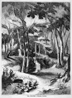 Alum Gallery: Hackfall Spring