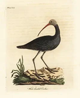 Curlew Prints: Hadada or hadeda ibis, Bostrychia hagedash?