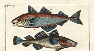 Haddock and cod Haddock and cod