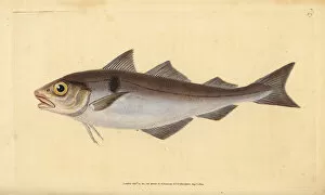 Fishes Collection: Haddock, Melanogrammus aeglefinus. Vulnerable