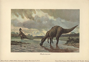 Hadrosauridae Collection: Hadrosaurs or duck-billed dinosaurs of the
