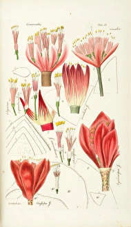 Arrange Gallery: Haemanthus incarnatus