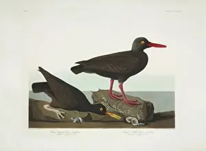 Haematopus bachmani, American black oystercatcher