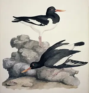 Charadriiformes Prints: Haematopus ostralegus, Eurasian oystercatcher