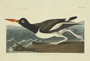 Haematopus palliatus, American oystercatcher
