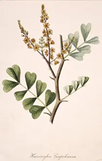 Haematoxylum campechianum, bloodwood tree