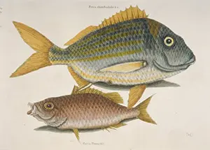 Haemulon sciurus, blue striped grunt & Lutjanus apodus, scho