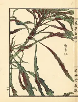 Gardenflower Prints: Hageitou or Josephs coat, Amaranthus tricolor