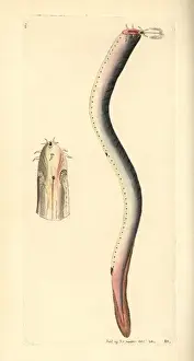Hagfish, Myxine glutinosa