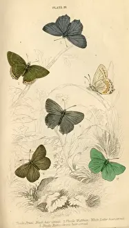 Streak Prints: Hair Streak Butterflies