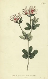 Hairy canary-clover, Lotus hirsutus