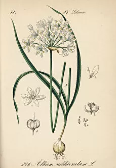 Allium Gallery: Hairy garlic, Allium subhirsutum