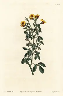 Pubescens Prints: Hairy goodia, Goodia lotifolia var. pubescens