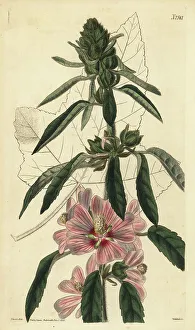 Barbary Prints: Hairy lavatera, Lavatera hispida