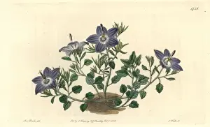 Hairy-leaved brittle bellflower, Campanula fragilis