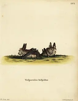 Hairy Prints: Hairy long-eared bat, Nycteris hispida