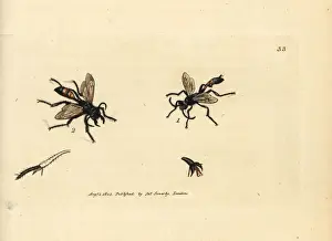 Hairy Prints: Hairy sandwasp, Podalonia hirsuta