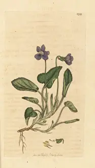 Hairy violet, Viola hirta