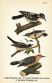 Ornithology Collection: Hairy woodpecker, downy woodpecker and red-bellied