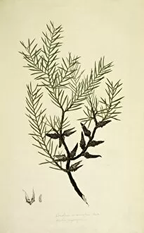 Agrotidae Gallery: Hakea teretifolia, dagger hakea