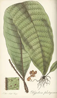 Antilles Prints: Halberd fern, Tectaria plantaginea