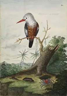 Forster Prints: Halcyon leucocephala, grey-headed kingfisher