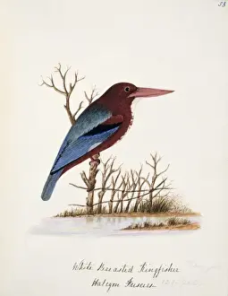 Perching Prints: Halcyon smyrnensis, white-throated kingfisher