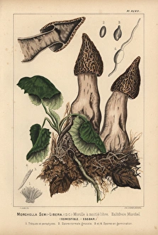 Free Collection: Half-free morel, Morchella semi-libera, Mitrophora