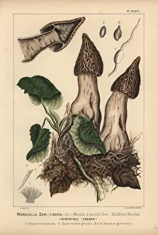Champignons Prints: Half-free morel, Morchella semi-libera, Mitrophora