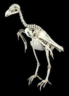 Sea Eagle Prints: Haliaeetus albicilla, white-tailed sea eagle skeleton