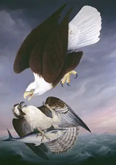 Haliaeetus leucocephalus, bald eagle, Pandion haliaetus, osp