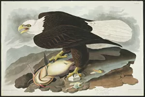 Aquatint Gallery: Haliaetus leucocephalus, bald eagle