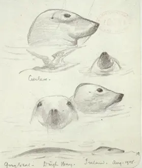 Arctoidea Prints: Halichoerus grypus, grey seal