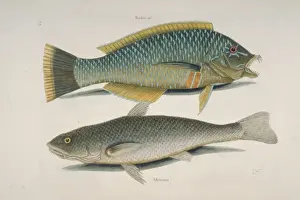 Mark Catesby Prints: Halicoeres radiatus, puddingwife & Atractoscion nobilis, kin