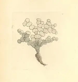 Thenaturalistsmiscellany Prints: Halimeda tuna algae