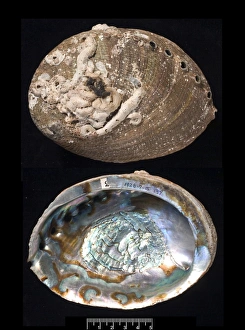 Bivalve Collection: Haliotis fulgens, green abalone