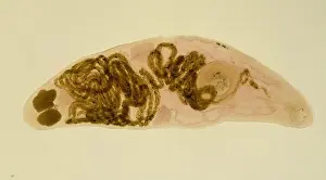 Parasite Prints: Halipegus hessleri, parasitic worm