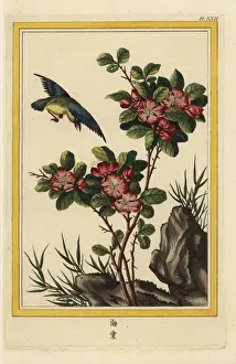 Precieuse Prints: Hall crabapple, Malus halliana
