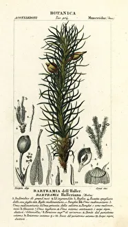 Aquatic Gallery: Hallers apple moss, Bartramia halleriana