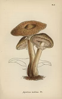 Account Gallery: Hallimasch mushroom, Agaricus melleus