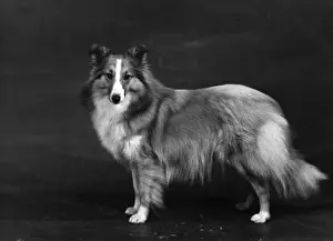 Sable Prints: HALLINWOOD GOLDEN FETTER, Shetland Sheepdog