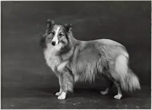 HALLINWOOD GOLDEN FETTER, Shetland Sheepdog