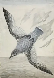 Procellariiformes Prints: Halobaena caerulea, blue petrel