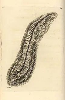 Polydore Prints: Halomitra pileus coral