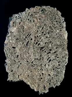 Anthozoa Gallery: Halysites escharoides, tabulate coral