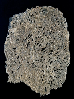 Anthozoa Gallery: Halysites escharoides, tabulate coral