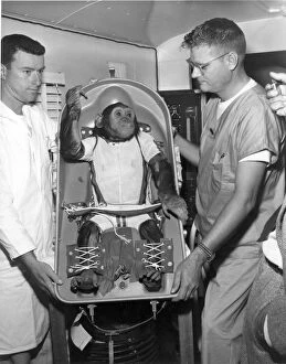 Ham - a 37-pound chimpanzee - Americas first astronaut