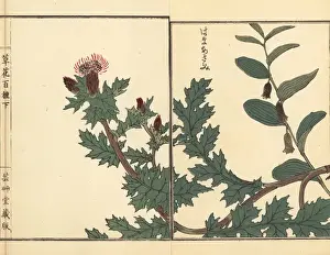Gardenflower Prints: Hama azami or beach thistle, Cirsium maritimum Makino