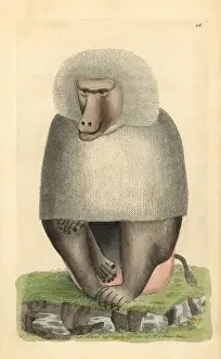 Hamadryas baboon, Papio hamadryas