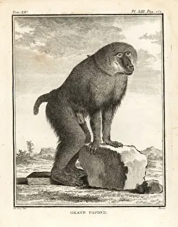 Hamadryas baboon, Papio hamadryas